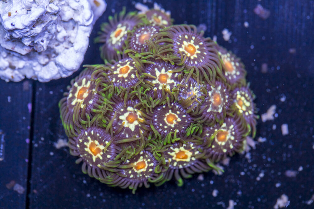 Zoanthids - Pinwheel