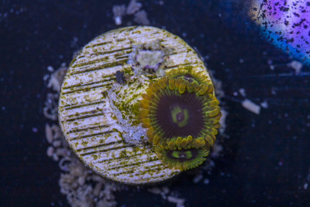 Zoanthids - Rainbow Yoda