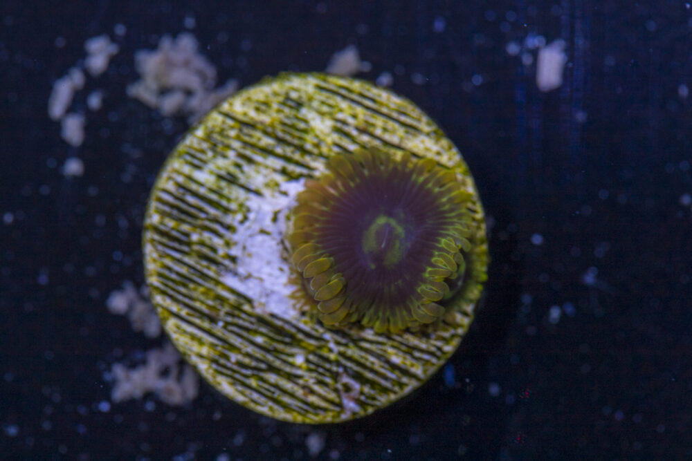 Zoanthids - Rainbow Yoda