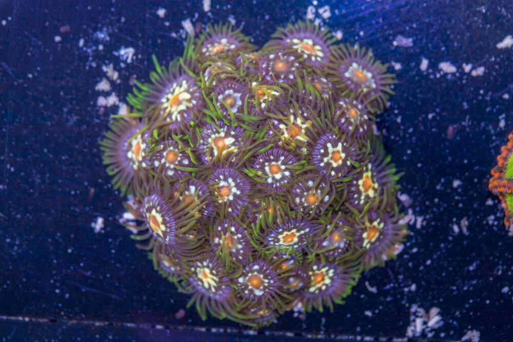 Zoanthids - Pinwheel