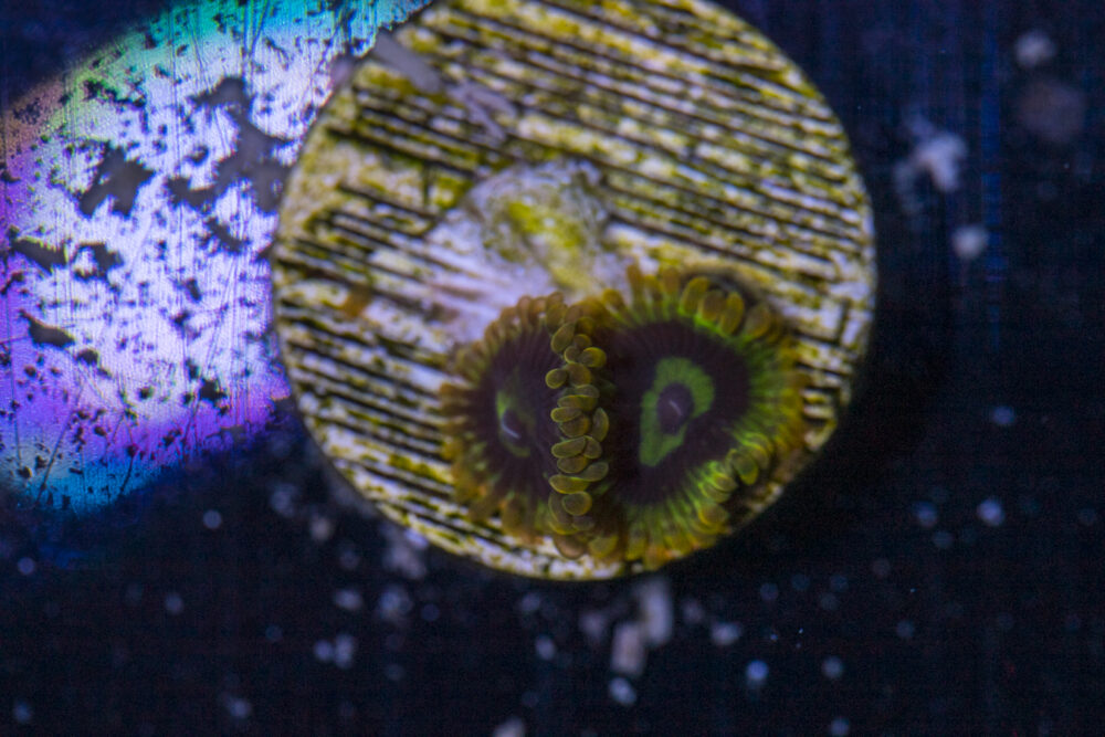 Zoanthids - Rainbow Yoda