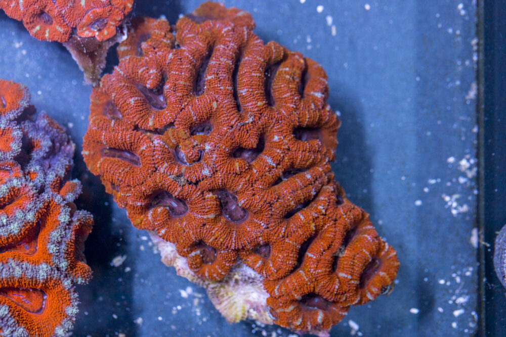 Acan - Lord Howe