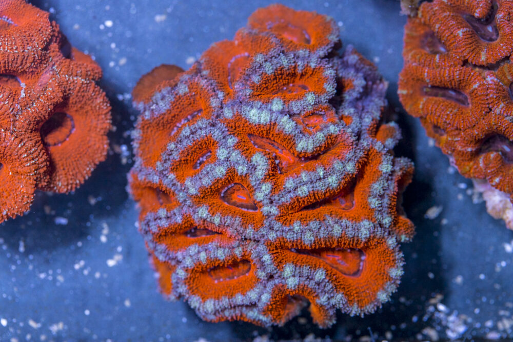 Acan - Lord Howe