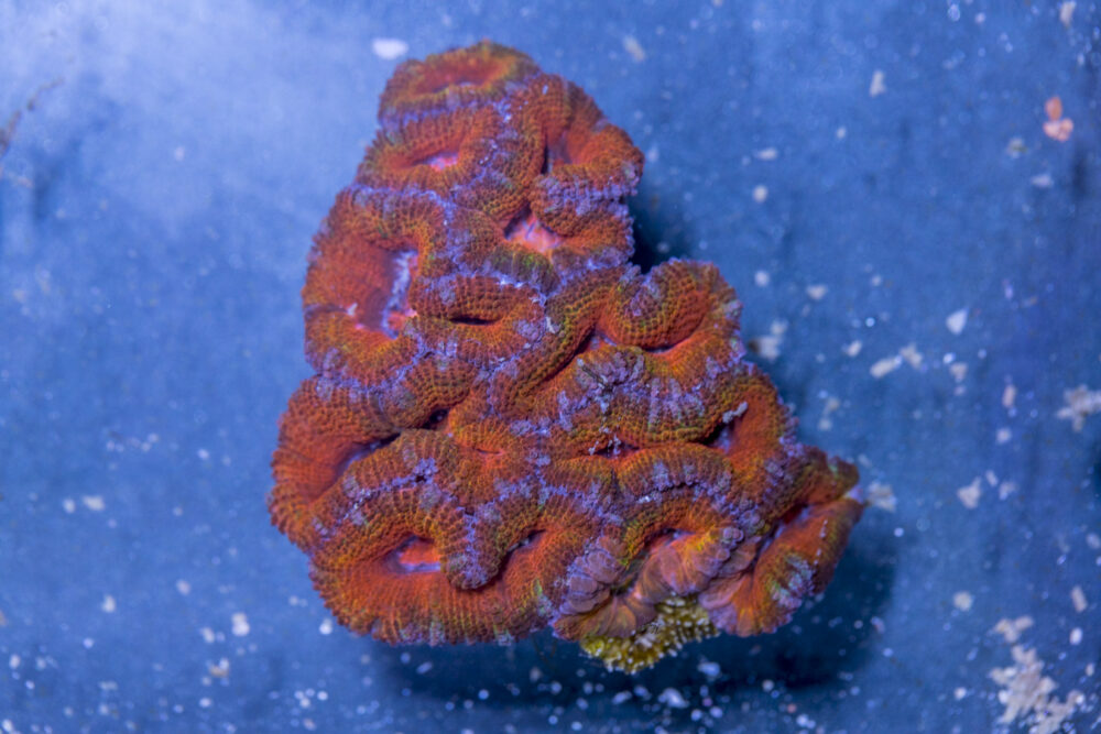 Acan - Lord Howe