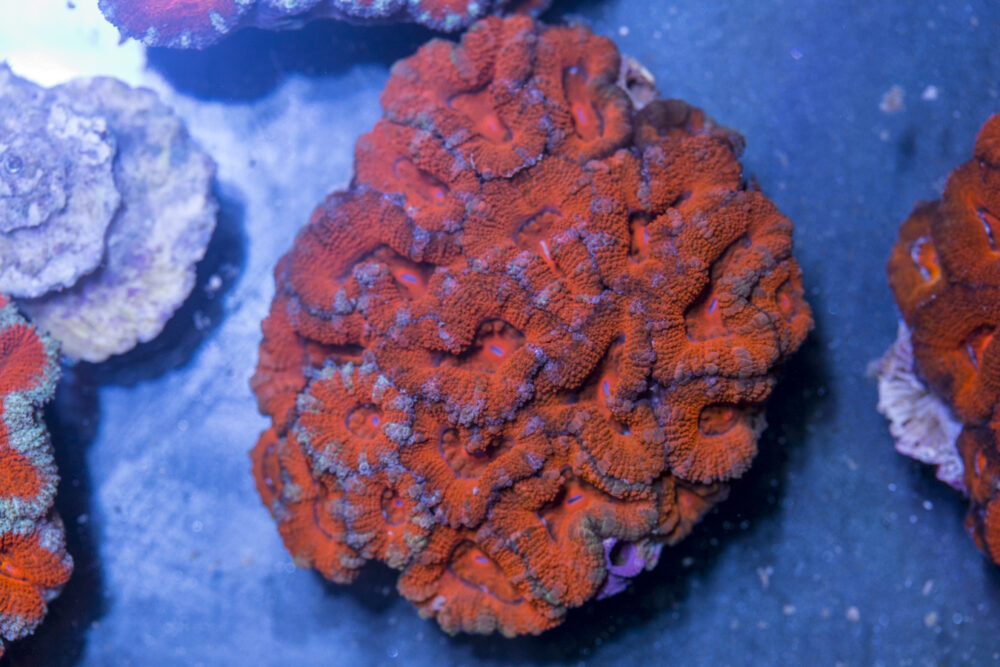 Acan - Lord Howe