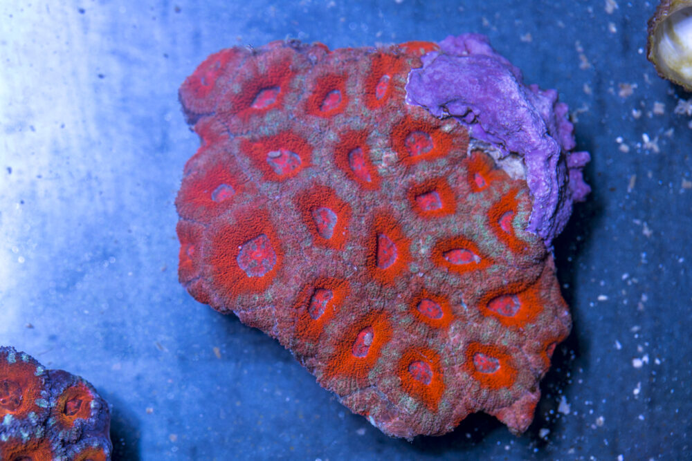 Acan - Lord Howe