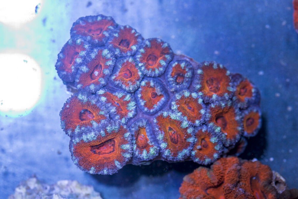 Acan - Lord Howe