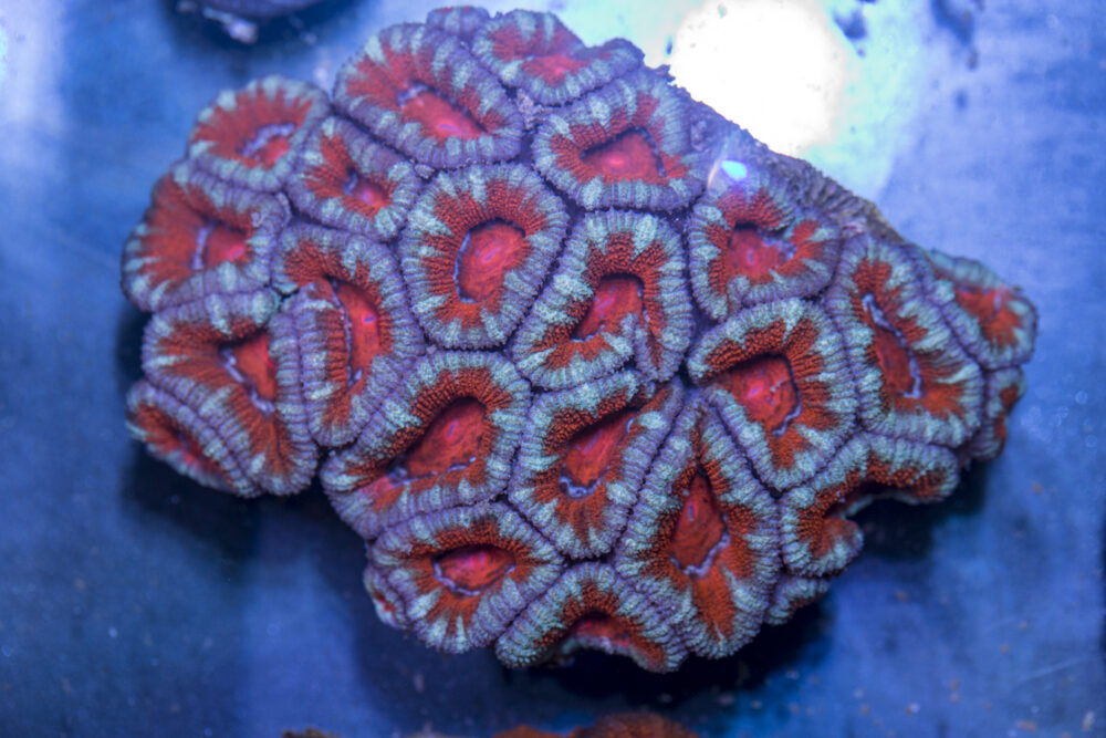 Acan - Lord Howe