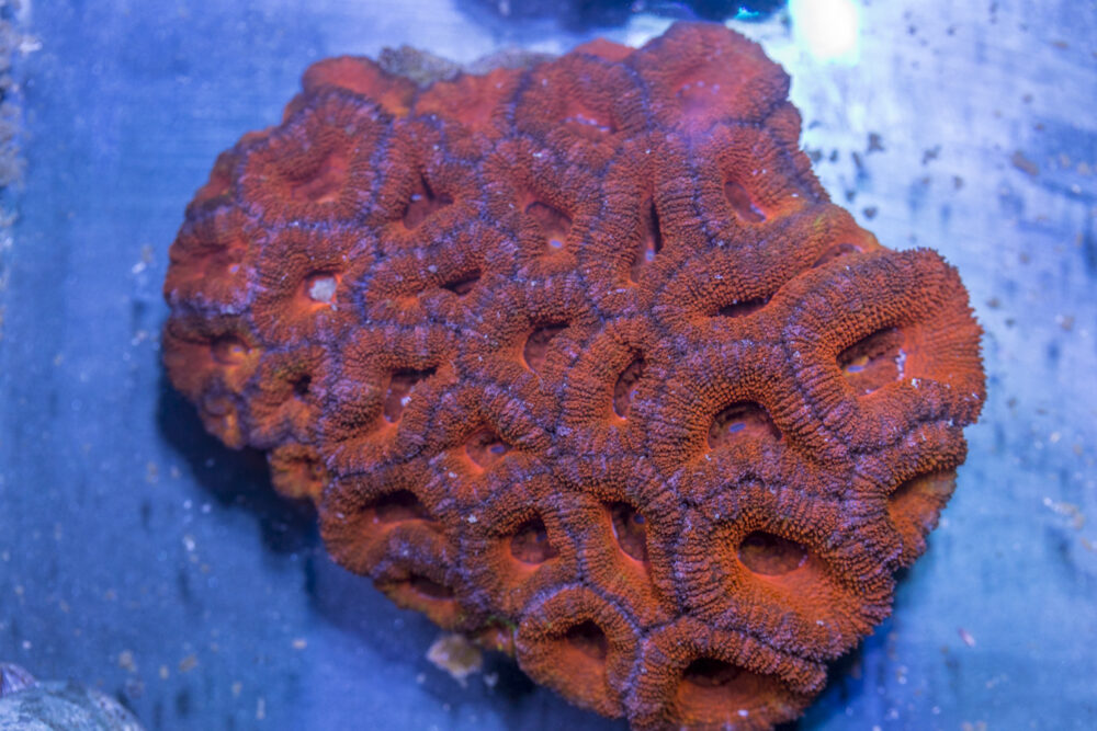 Acan - Lord Howe