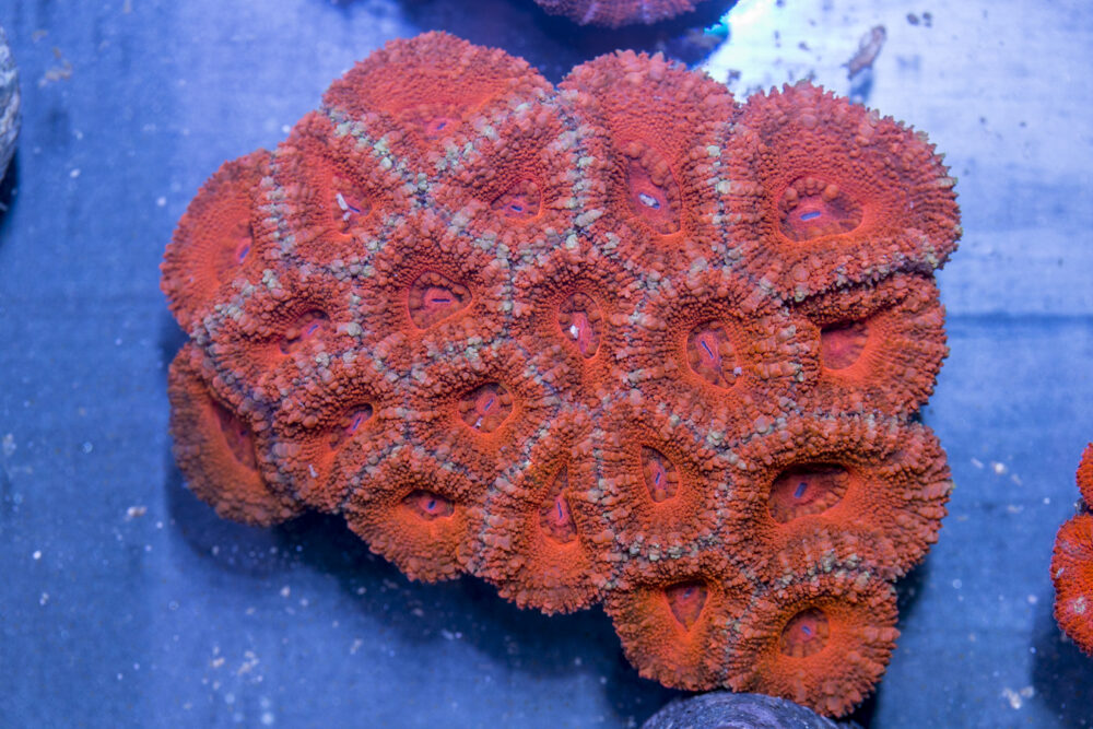 Acan - Lord Howe