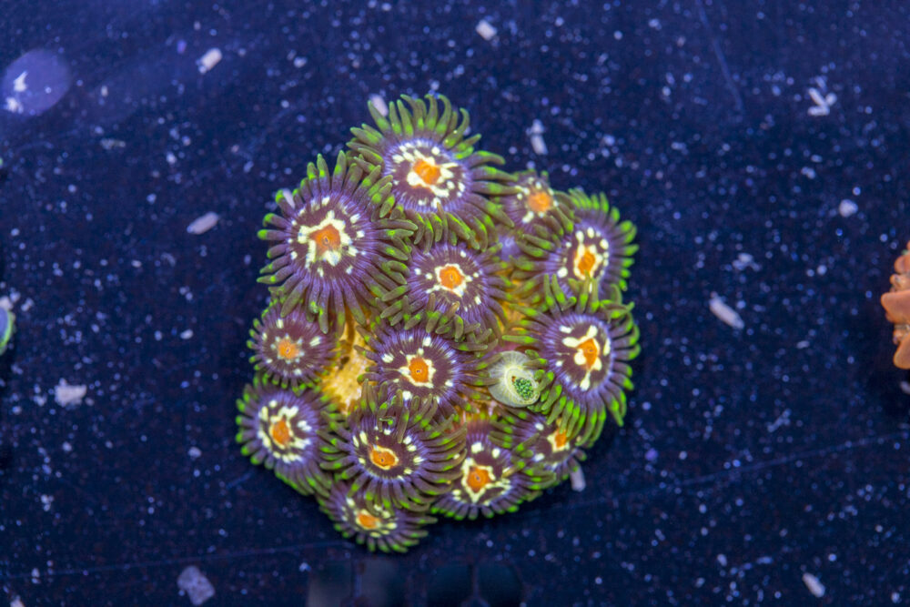 Zoanthids - Pinwheel