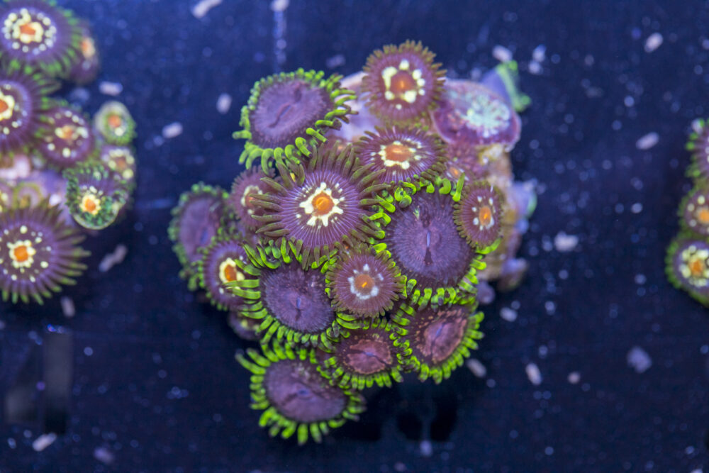 Zoanthids - Purple Monster