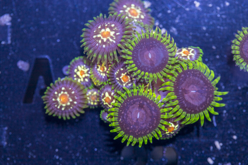 Zoanthids - Purple Monster Combo