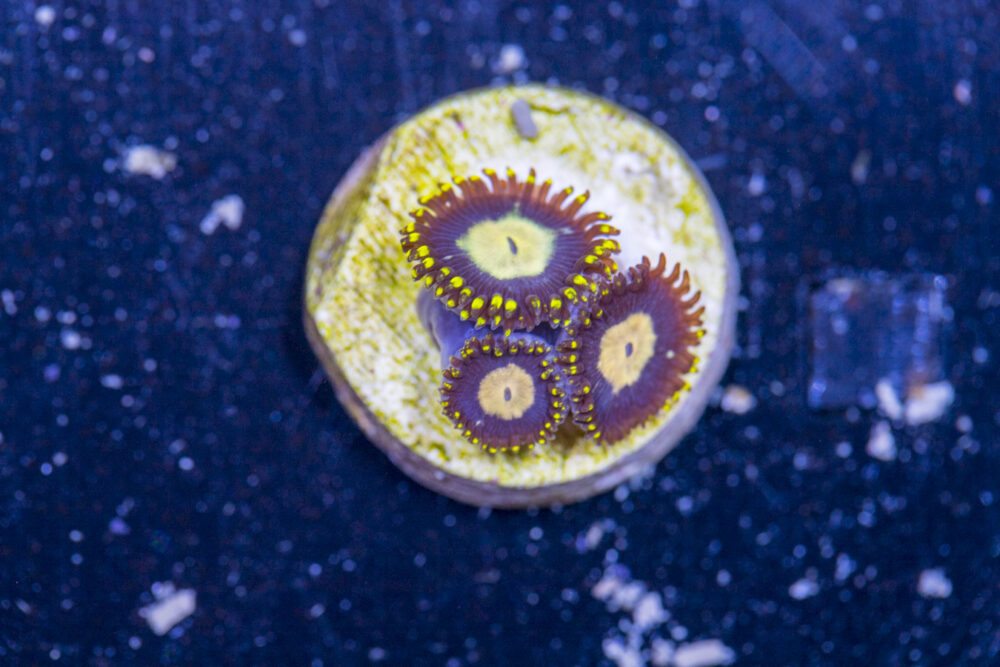 Zoanthids