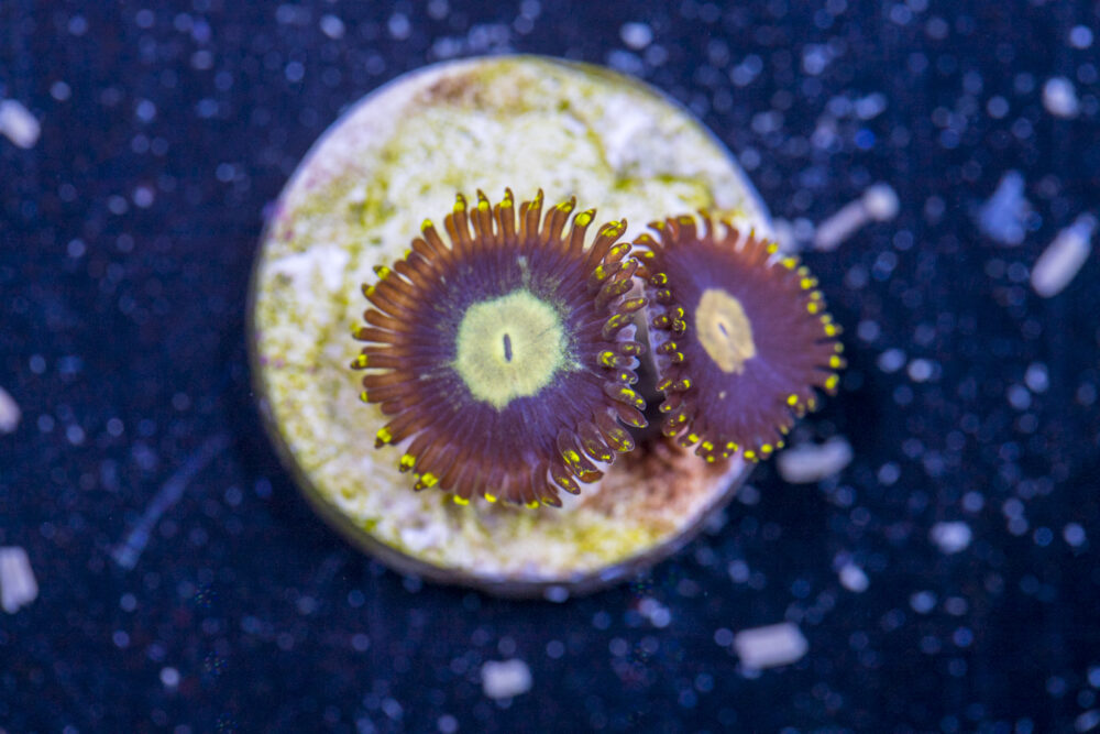 Zoanthids