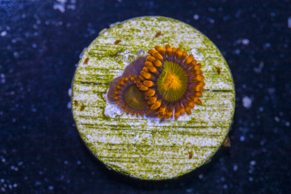 Zoanthids - Mandarin Orange