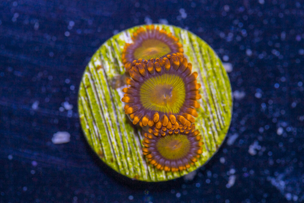 Zoanthids - Mandarin Orange