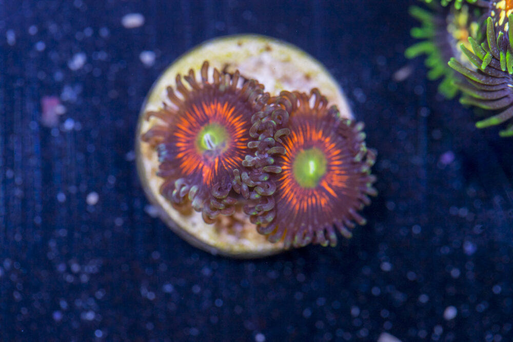 Zoanthids - Everlasting Gobstopper