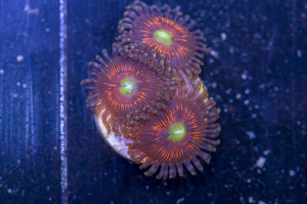 Zoanthids - Everlasting Gobstopper