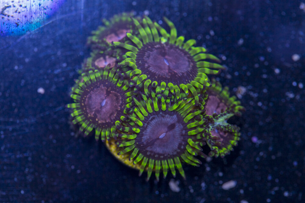 Zoanthids - Purple Monster