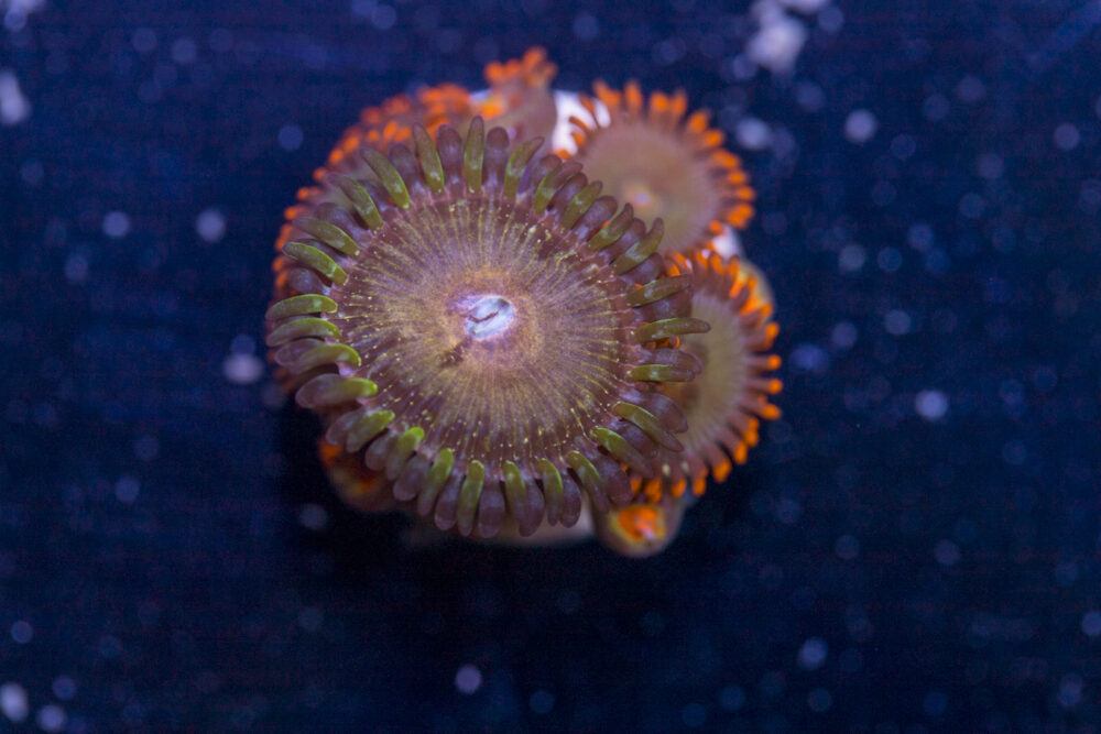 Zoanthids