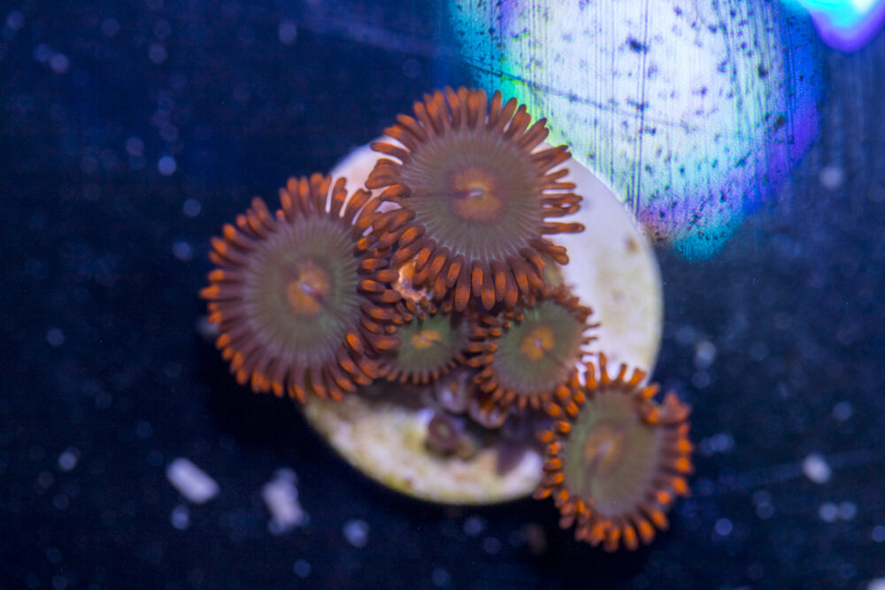 Zoanthids