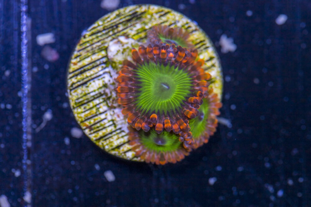 Zoanthids - Electric Oompa Loompa