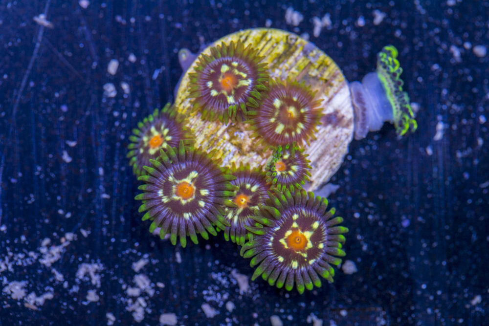 Zoanthids - Pinwheel