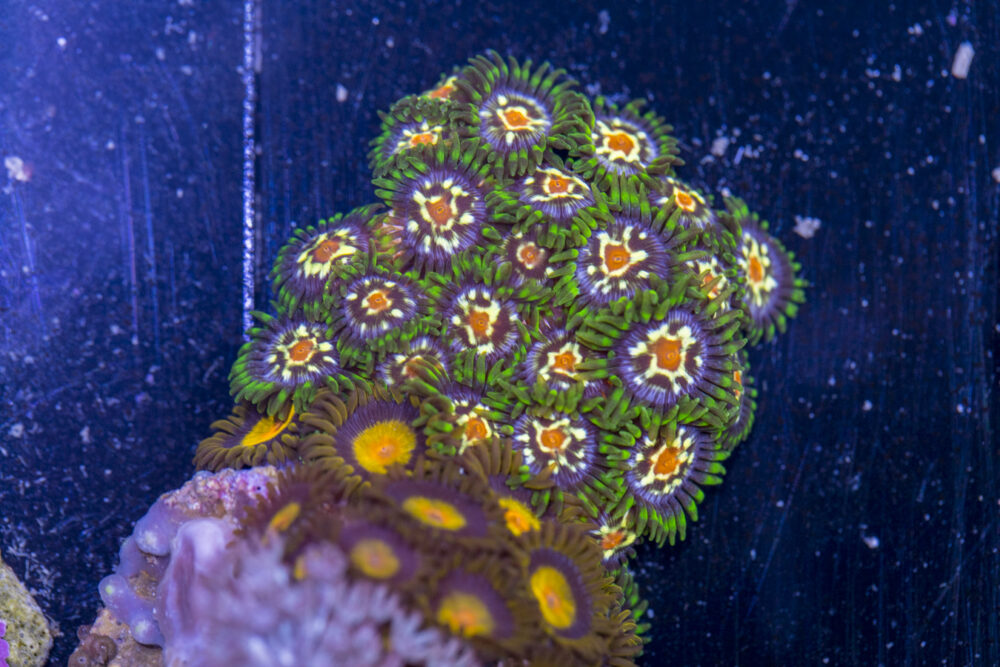 Zoanthids - Pinwheel