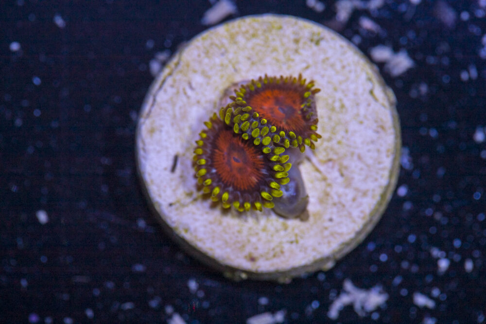 Zoanthids - Spongebob