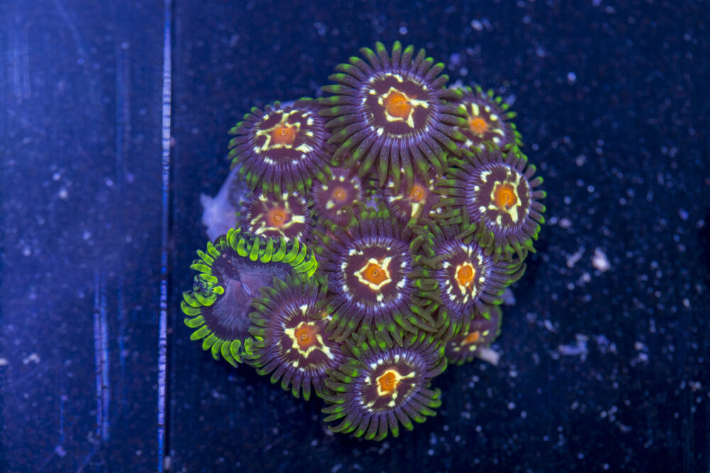 Zoanthids - Pinwheel