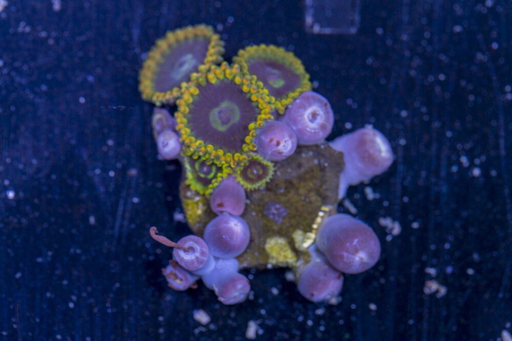 Zoanthids - Rainbow Yoda