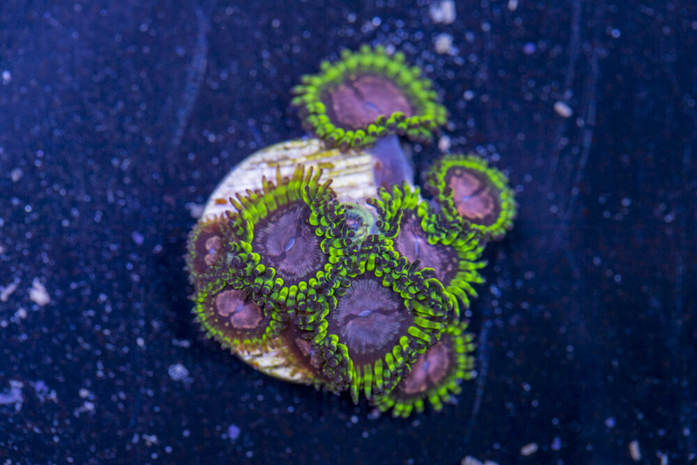 Zoanthids - Purple Monster