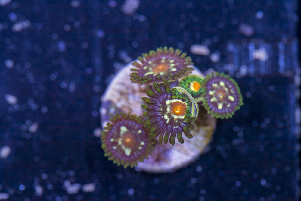 Zoanthids - Pinwheel