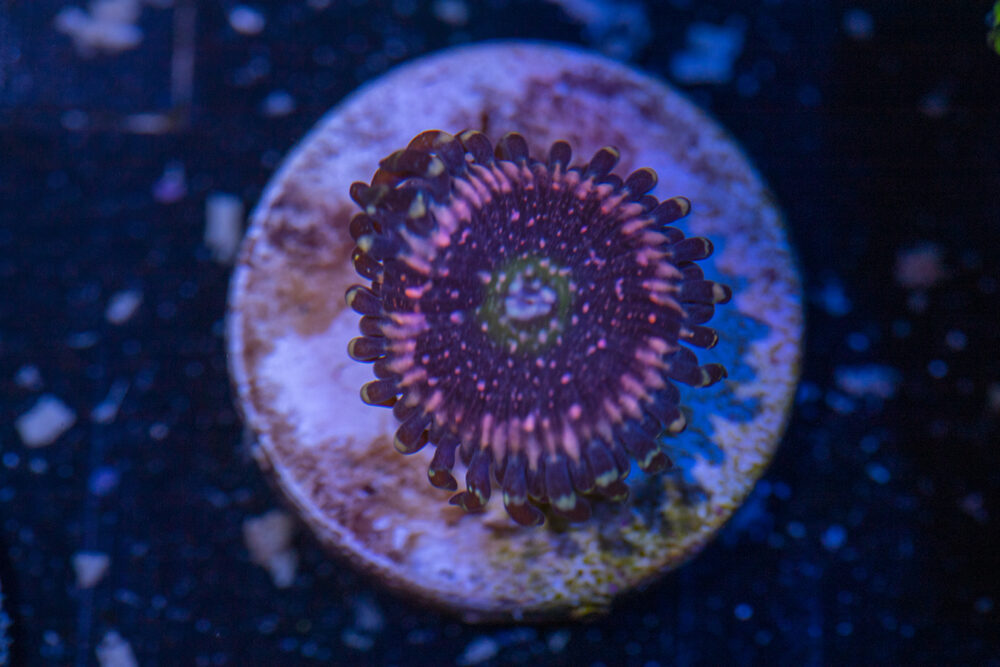 Zoanthids - Pink Zipper