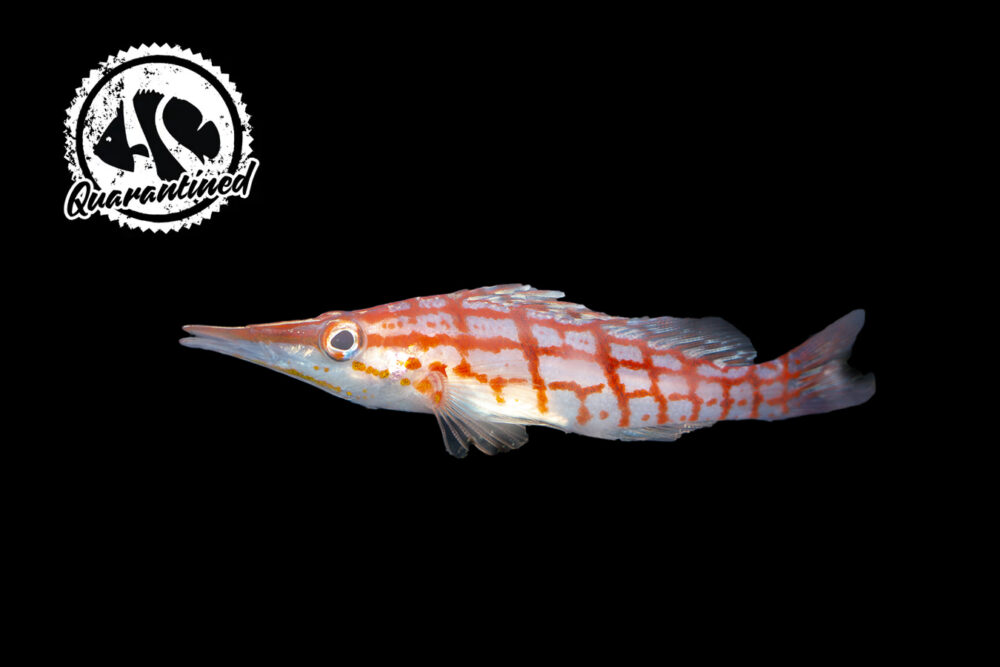 Longnose Hawkfish - Quarantined