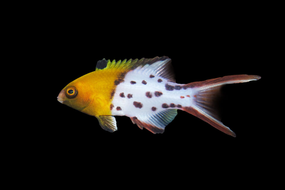 Lyretail Hogfish