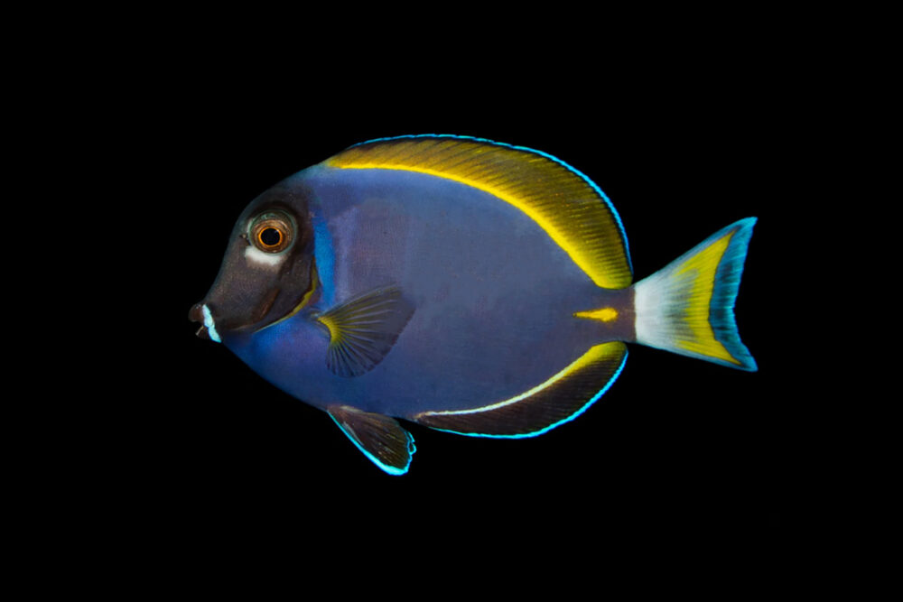 Powder Blue x White Cheek Hybrid Tang