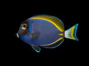 Powder Blue x White Cheek Hybrid Tang