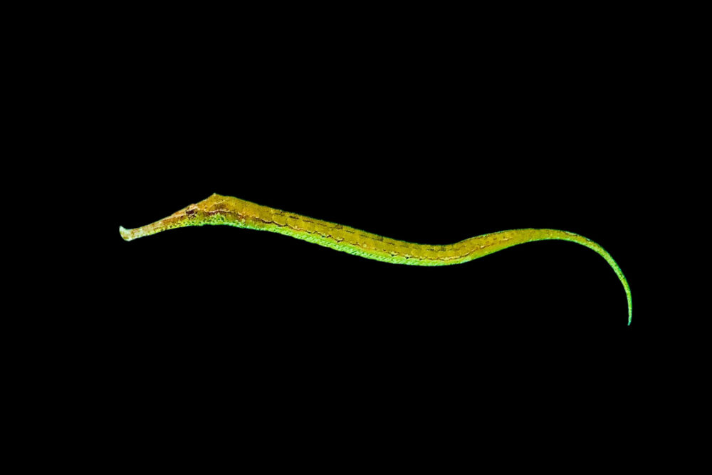 Alligator Pipefish