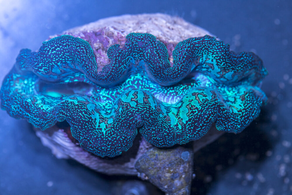 Clam - Crocea