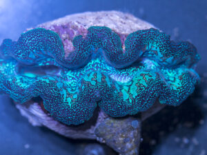 Clam - Crocea