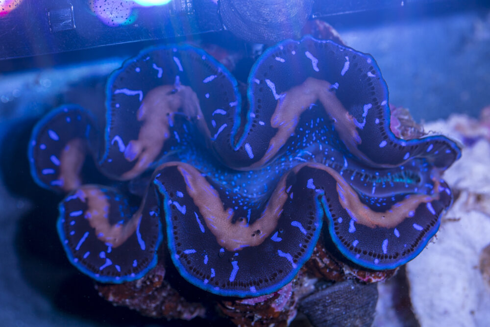 Clam - Maxima