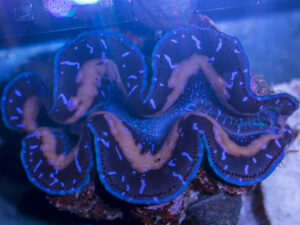 Clam - Maxima