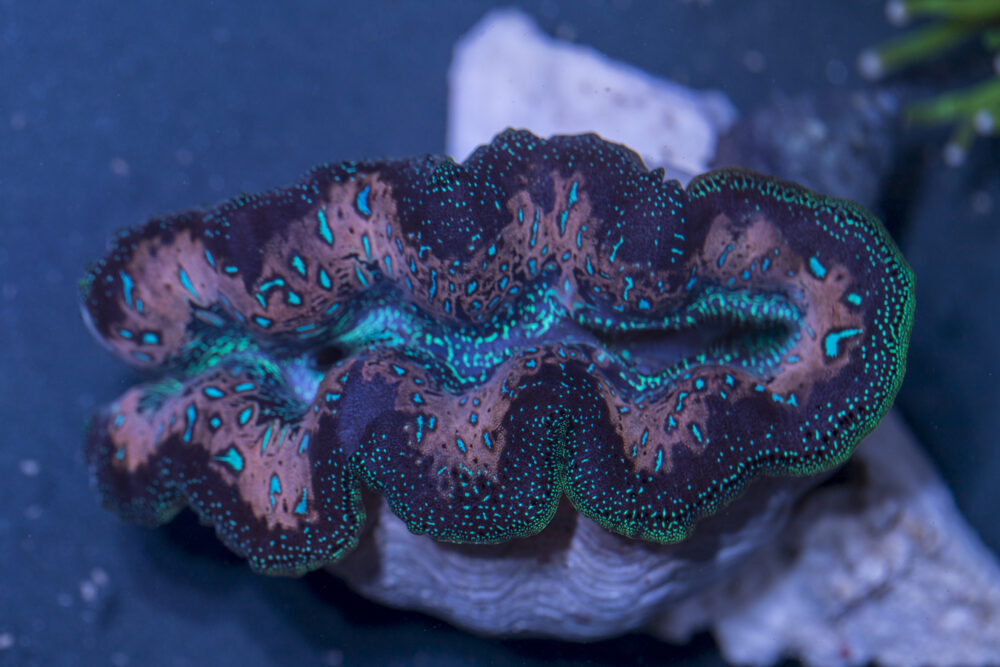 Clam - Crocea