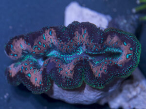 Clam - Crocea