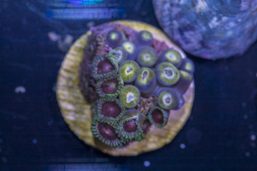 F06 - Zoanthids