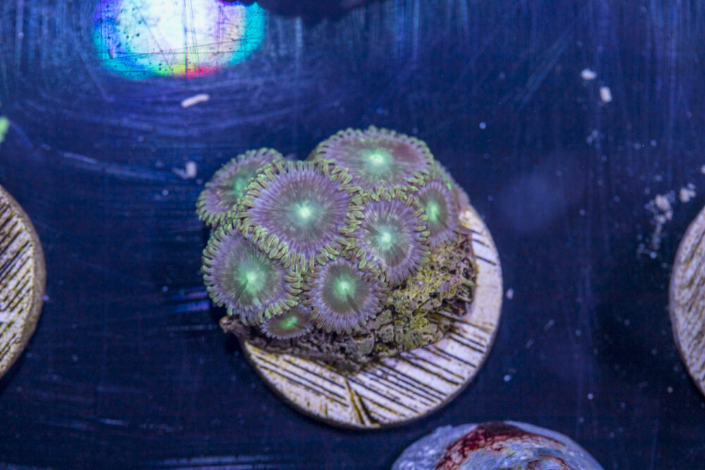 G06 - Zoanthids