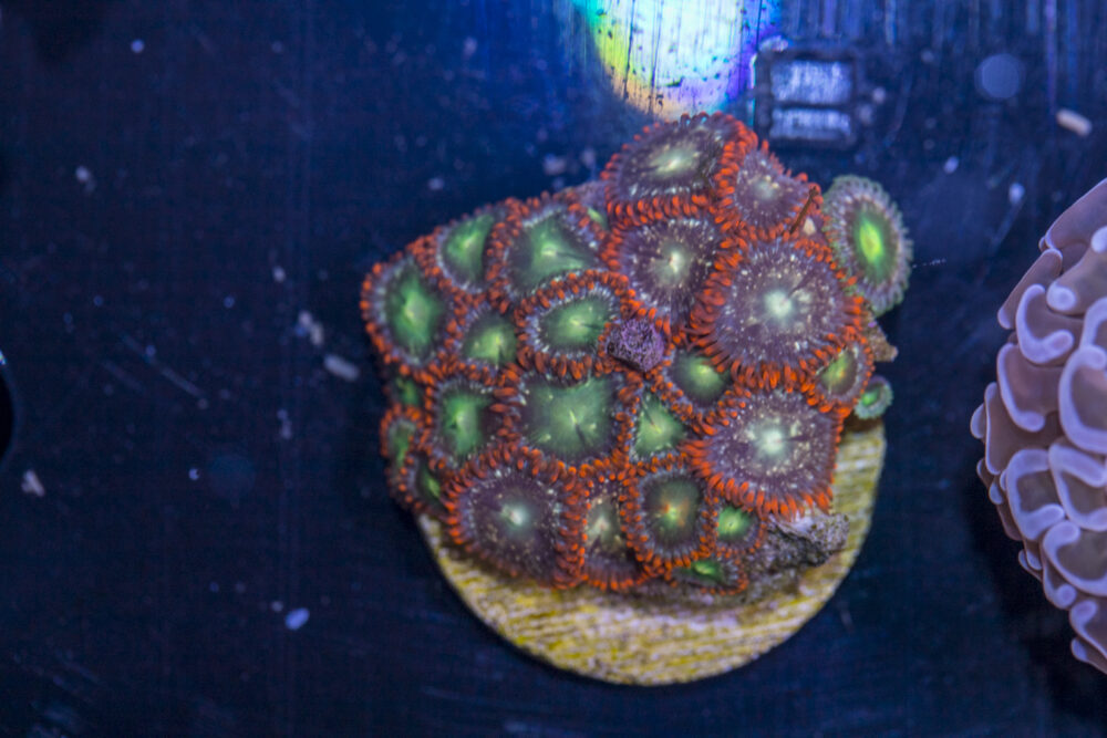 H05 - Zoanthids