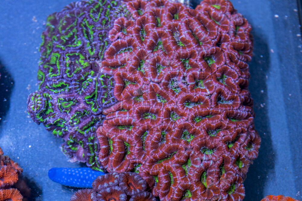 Acan - Lord Howe